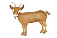 goat